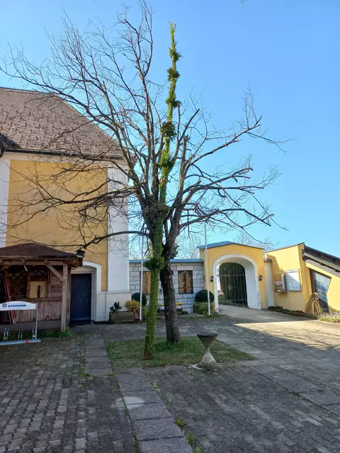 Stolze 13 Meter lang ist der Palmbuschen des ÖKB Kitzeck. | Foto: Ruprecht