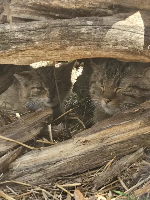 Versteckt unter einem Holzstoß warten die beiden Wildkatzen auf ihre Freilassung. | Foto: Christian Übl