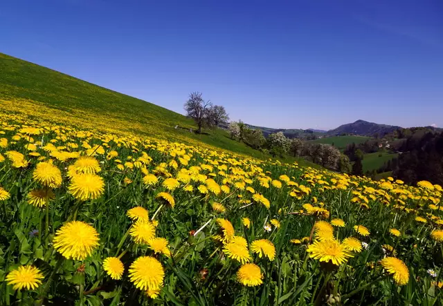 Der Löwenzahn dominiert die Wiesen.