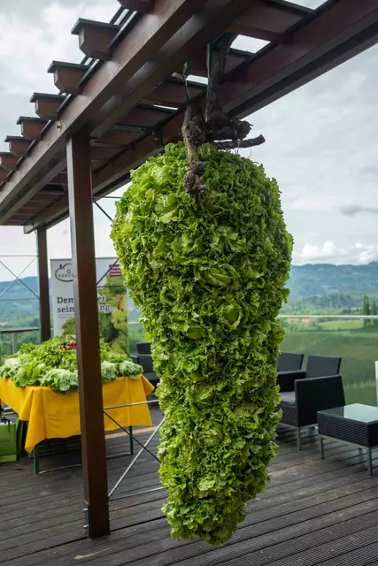 Das Geburtstagsgeschenk der Grazer Krauthäuptel-Bauern – eine Weintraube nachgebildet aus Grazer Krauthäuptel Köpfen | Foto:  LK Steiermark-Danner