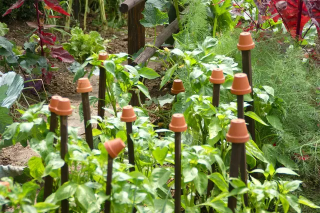 Grüne Oasen kühlen, sind Lebensraum und Nahrungsquelle. | Foto: Sandra Schütz / MeinBezirk