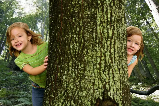 Entdeckungsreise zu den größten Baumen Österreichs in St. Martin am Tennengebierge. Durch klimatische Bedingungen, die ausgezeichnete Bodenbeschaffenheit des Lammertals und dutzende Jahre stetiges Wachstum werden die Bäume im Tennengau so hoch und mächtig. | Foto: tennengau.com
