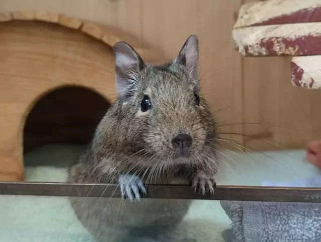 Gretchen ist gern in Gesellschaft. | Foto: Tierheim Linz