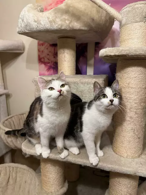 FIONA und LOUISA sind zwei liebe, verspielte Katzenschwestern. LOUISA ist
sehr menschenbezogen, FIONA lernt gerade, dass Spielen mit den Menschen
schön sein kann.

Kontakt: Gerhard: +43 664 4114222 | Foto: TSV