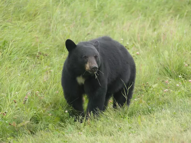 Foto: Thomas Widerin