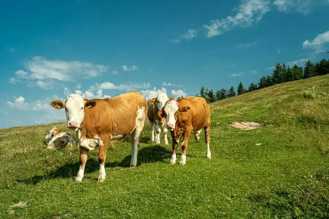 Nach einer rund zweistündigen Wanderung erreicht man die Spielbergalm mit einigen Almhütten. Hier haben es sich Kühe mit ihren Kälbern im schattigen Fichtenwald gemütlich gemacht. | Foto: Neuhofer