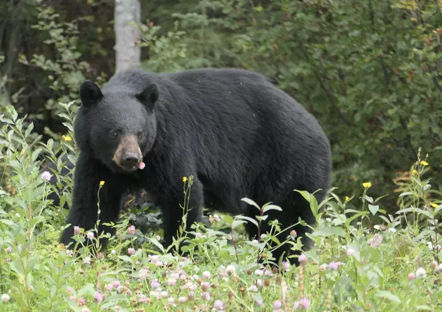 Foto: Thomas Widerin