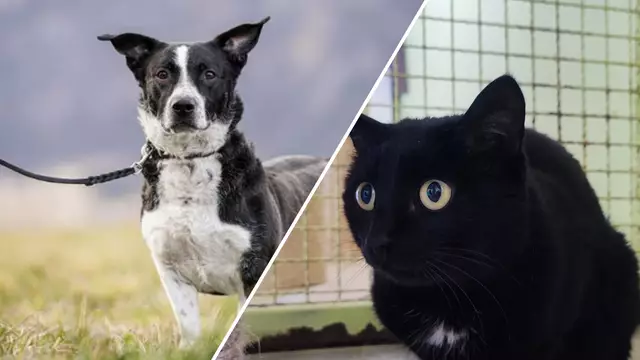 Lia und Taylor warten auf ihr Für-Immer-Zuhause