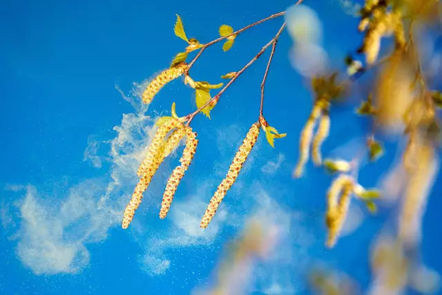 Die Pollensaison macht aktuell den Allergikern das Leben schwer. Vielen kommt die Belastung heuer stärker vor.  | Foto: stock.adobe/ Ingo Bartussek