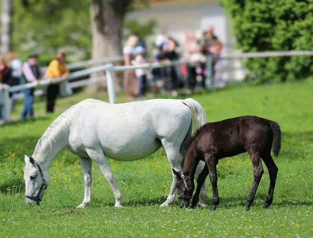 Frühlingsfest im Lipizzanergestüt Piber  | Foto: Stefan Seiberl