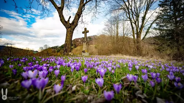 Diese traumhaft schöne Wiese mit herrlich blühenden Krokussen hat Leserreporter Harald Haselsteiner aus Randegg bei einer Wanderung entdeckt und für unsere Leser abgelichtet. | Foto: Harald Haselsteiner