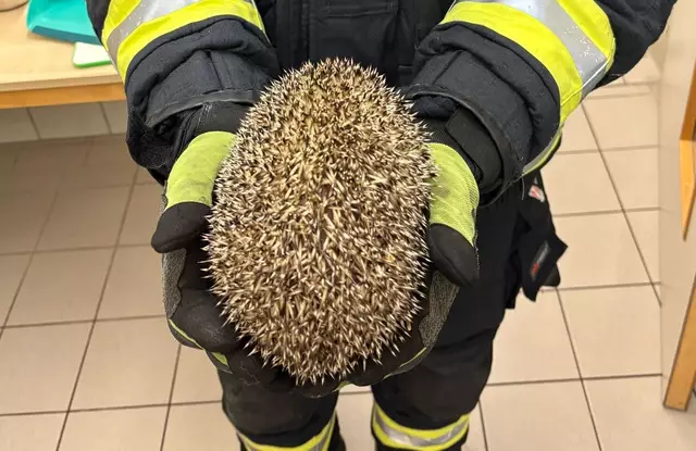 Der Igel konnte sich ohne Hilfe der Florianis nicht selber befreien. | Foto: Berufsfeuerwehr Klagenfurt am Wörthersee