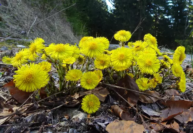 Ein wunderschönes Huflattich-Nest