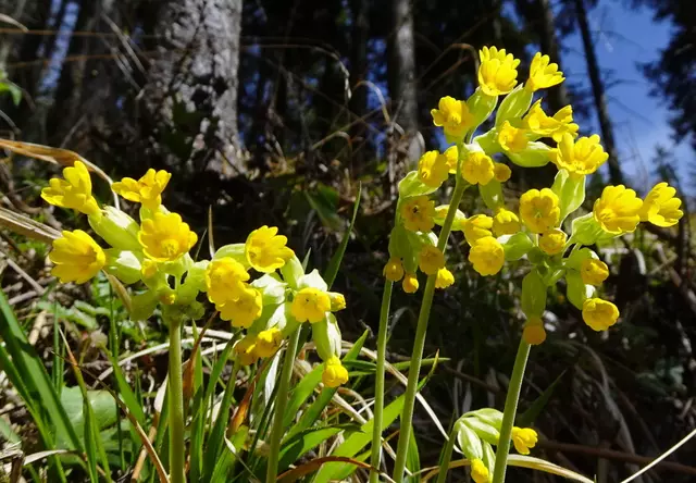 Echte Himmelschlüssel