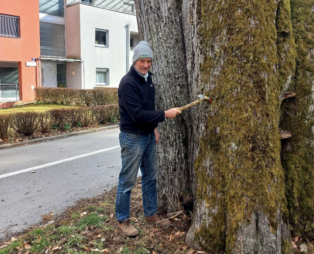 Die mächtige Linde neben dem Karner in der Schlossgasse ist mit gut 300 Jahren Villachs ältester Baum. | Foto: Stadt Villach
