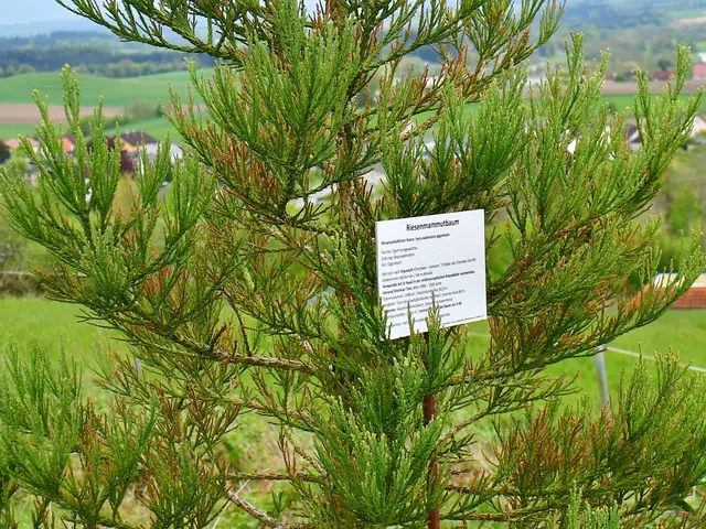 Mammutbaum