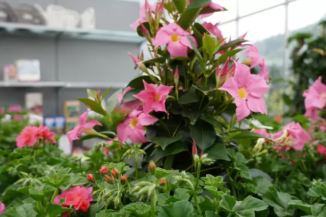 Foto: Johannes Brandner