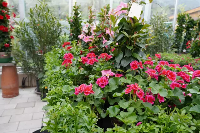 Foto: Johannes Brandner