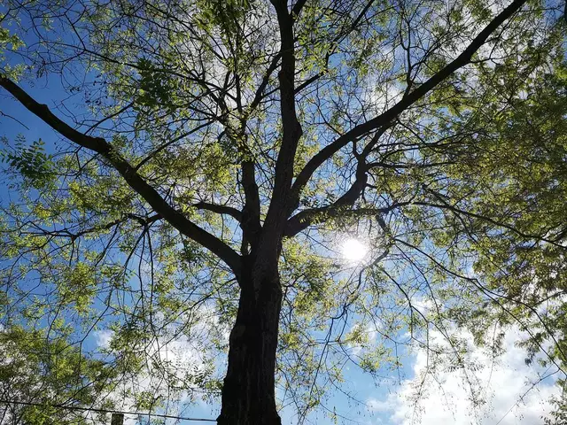 Bäume sind Lebensräume für viele Lebewesen. | Foto: Werilly