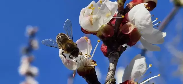 Eine emsige Honigbiene bei der Arbeit hat Regionaut Franz Zeitlhofer aus Etzerstetten abgelichtet. | Foto: Franz Zeitlhofer