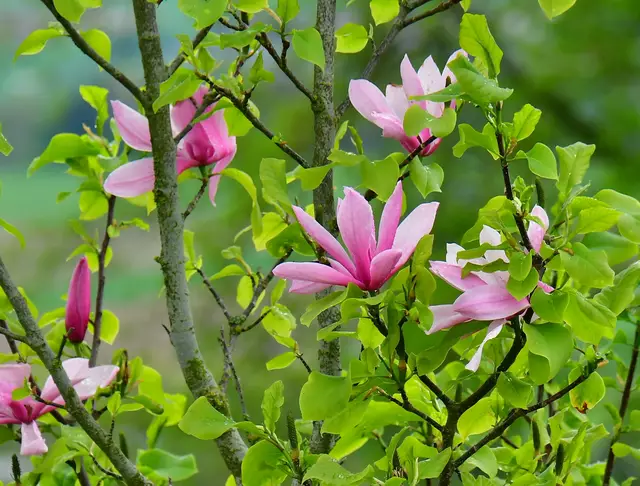 Magnolienblüten