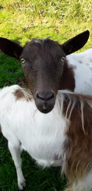 Auf dem Hof leben viele Tierarten. Die Ziegen sind die Stars.