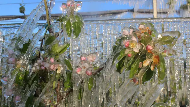 Teuer, aber gut: Die wirksamste Maßnahme, um die Obstkulturen zu schützen, ist eine Frostschutz-Beregnungsanlage. | Foto: Wolfgang Mazelle