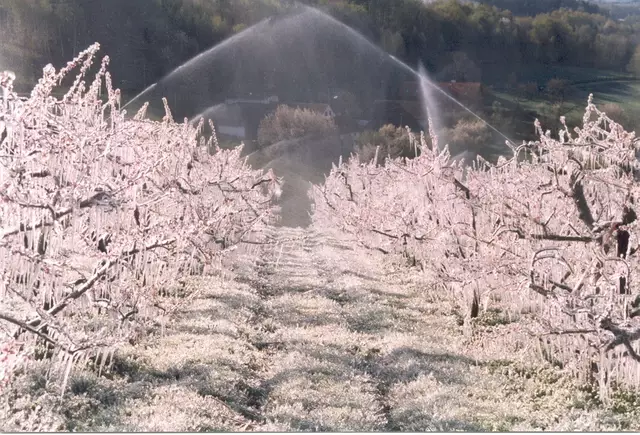 In Frostnächten werden die Beregnungsanlagen eingeschaltet, um die Obstbäume mit einer schützenden Eisschicht zu überziehen. | Foto: Manfred Gsellmann