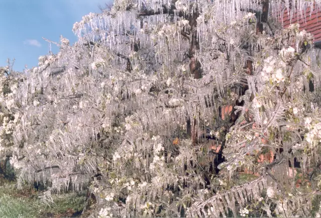 Die Frostberegnung half, Schäden an den Obstbaumkulturen einzudämmen. | Foto: Manfred Gsellmann