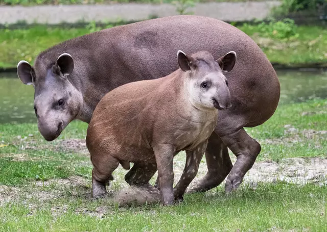 Tapir Lupo aus Krenglbach hat einen weiten Weg vor sich, denn er soll im Rahmen eines Artenschutzprogramms in Australien eine neue Familie gründen. | Foto: Zoo Schmiding /Peter Sterns