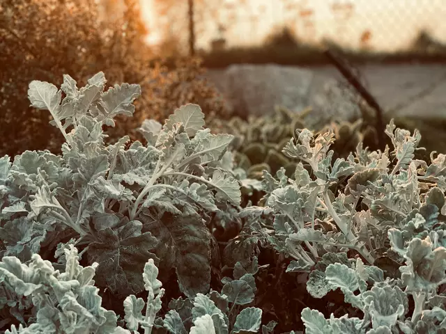 Meteorologisch erklärt sich das Phänomen durch verspätete Kaltlufteinbrüche aus dem Norden, die gerade im Mai noch auftreten können.  | Foto: unsplash