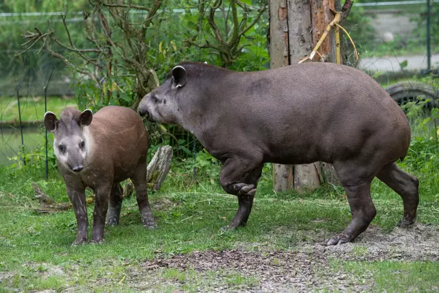 Tapir Lupo aus Krenglbach hat einen weiten Weg vor sich, denn er soll im Rahmen eines Artenschutzprogramms in Australien eine neue Familie gründen. | Foto: Zoo Schmiding /Peter Sterns