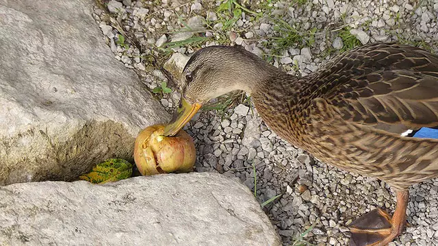 Das Entenfüttern schadet den Tieren, wenn man nicht auf das richtige Futter achtet. | Foto: Foto: Hohenegger