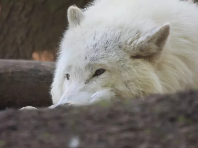 Polarwolf bei der Siesta | Foto: Zuzana Kobesova 2025