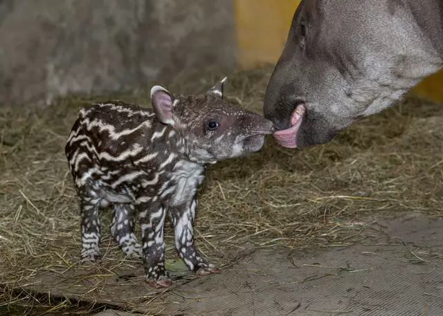 Vor drei Jahren kam Tapir Lupo im Zoo Schmiding in Krenglbach zur Welt. | Foto: Zoo Schmiding /Peter Sterns