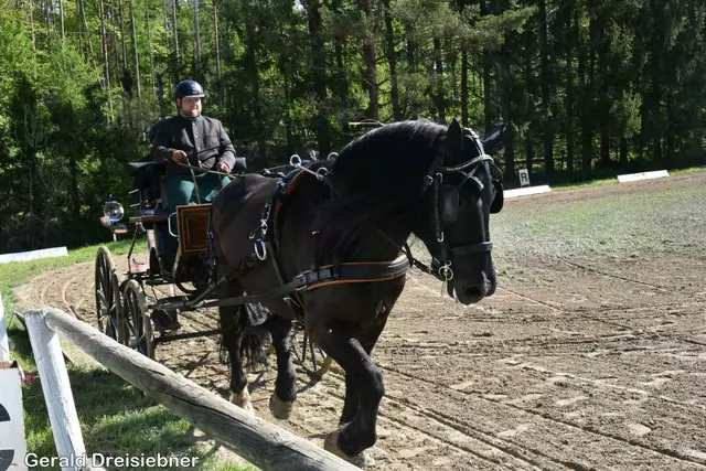 Karl Kober mit seinem Pferd Eragon und Startet für den RFV Rohrbach am Kulm. | Foto: Gerald Dreisiebner
