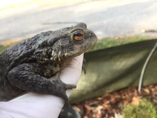 So sieht eine Erdkröte aus. | Foto: E. Pölz