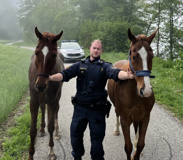 Schlurfi und Cookie konnten eingefangen werden. | Foto: Polizei Kärnten