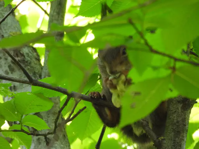 Eichhörnchen in Baumkrone - vorübergehend vegetarisch knabbernd an jungen Blättern | Foto: Zuzana Kobesova 2025