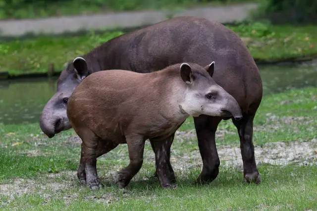 Tapir Lupo aus Krenglbach hat einen weiten Weg vor sich, denn er soll im Rahmen eines Artenschutzprogramms in Australien eine neue Familie gründen. | Foto: Zoo Schmiding /Peter Sterns