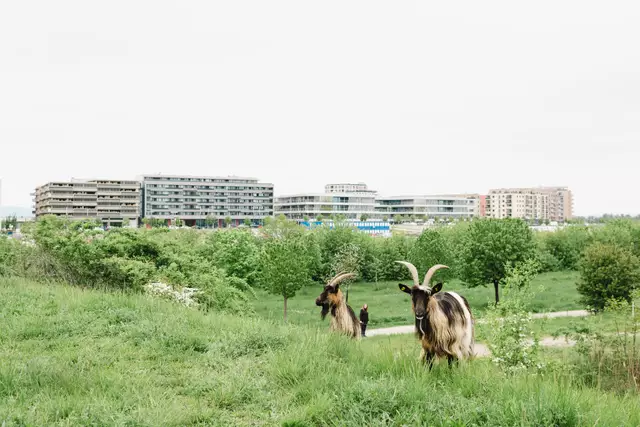 Und das natürliche Mähen durch die Beweidung kann diesen Lebensraum auch besser schützen bzw. sogar fördern. | Foto: Luiza Puiu