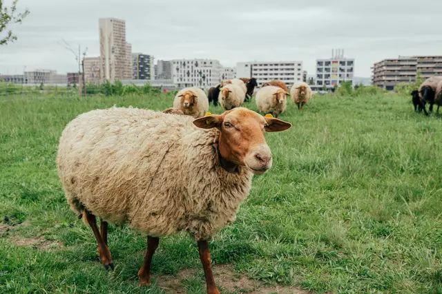 Die Asperner Terrassen am Rand der Seestadt werden heuer erstmals von Schafen und Ziegen gemäht. | Foto: Luiza Puiu