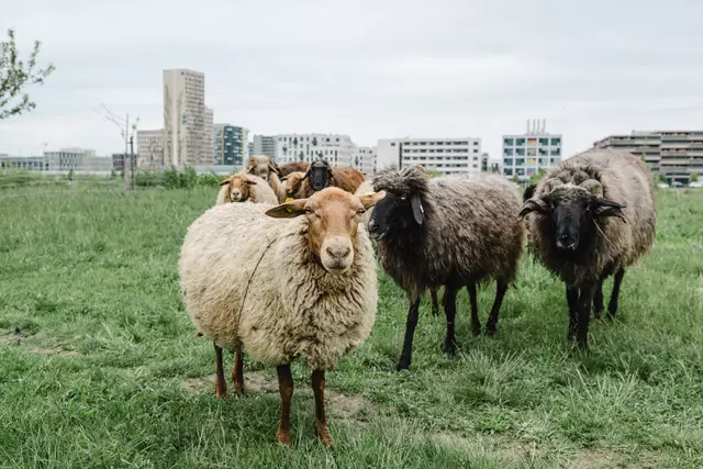 Foto: Luiza Puiu