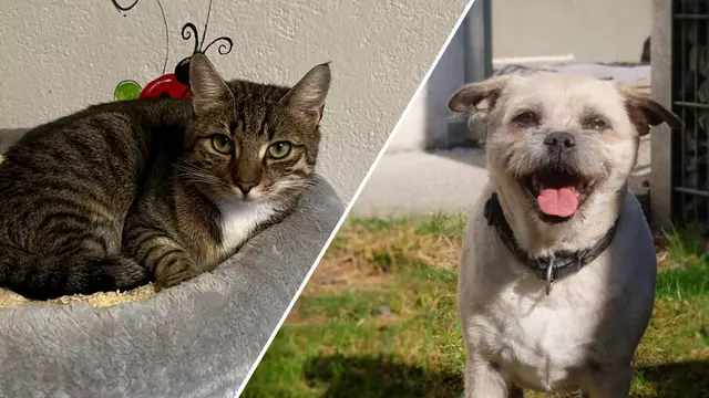 Zahlreiche Tiere warten in den Tiroler Tierheimen auf ihre Chance | Foto: Tierschutzverein Tirol