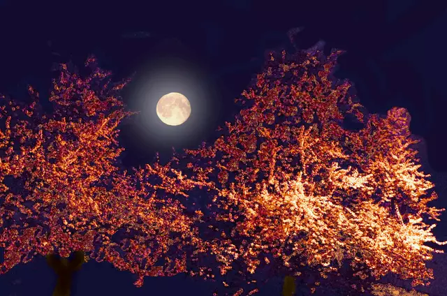 Vollmond am 12. April eingefangen von Margarete Hochstöger | Foto: Margarete Hochstöger