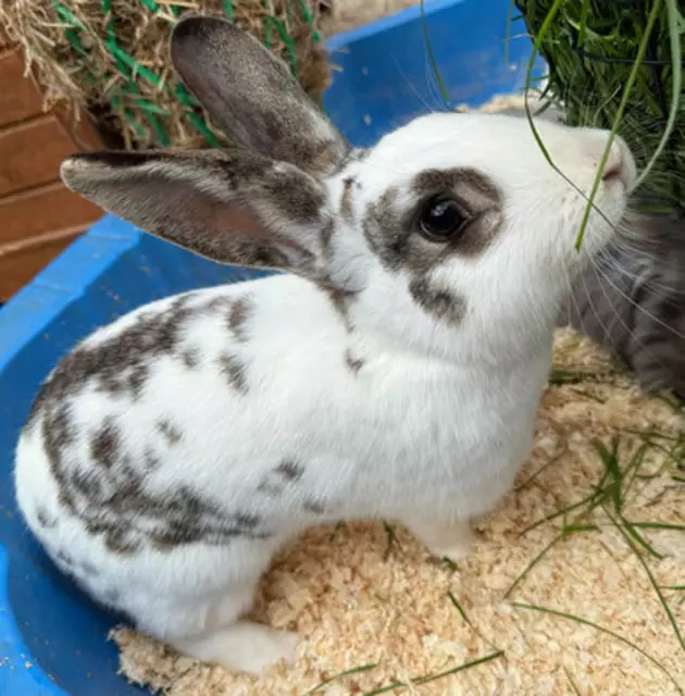 Kaninchen Tinkabell ist ein knappes Jahr jung, ist geimpft und sucht ein liebevolles zu Hause in artgerechter Haltung.
Kontakt: 0676/4178874 | Foto: Pfotenhilfe Tulln