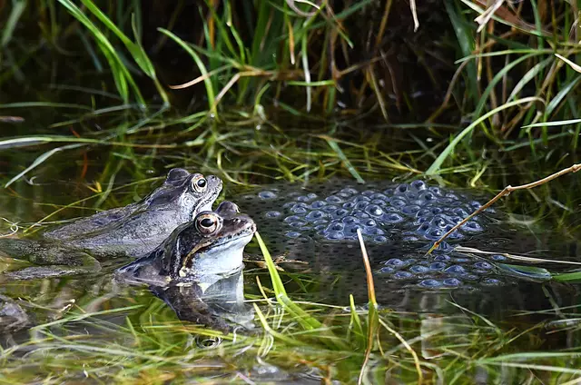 Amphibien im Garten unterstützen! | Foto: Manfred Schweizer