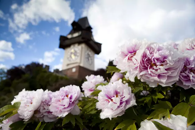 Im Frühling zeigt sich der Grazer Schlossberg von seiner besonders blühenden Seite.  | Foto: STG/Tom Lamm