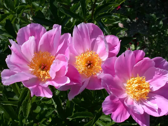Die Pfingstrosen sind eine Attraktion für die Besucher:innen des Botanischen Gartens. 
 | Foto: Marktgemeinde Frankenburg