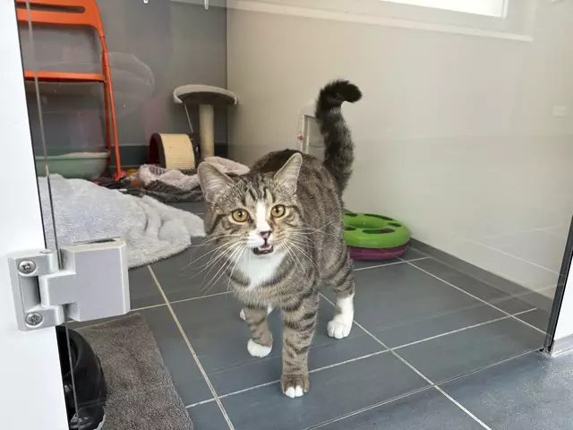 Im Tierquartier warten viele Katzen und Hunde auf eine Rettung. Viele Besitzerinnen und Besitzer sind sich zu Beginn der Verantwortung nicht bewusst. Doch auch mit einem Tierleben soll nicht leichtsinnig umgegangen werden. (Archiv)  | Foto: Michael Marbacher/ MeinBezirk